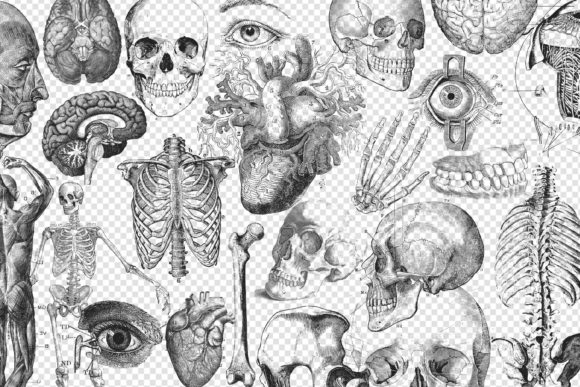 Antique Anatomy Overlays Set 2 | Vintage Medical Illustrations